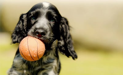 Considera vivir en un lugar con pet park