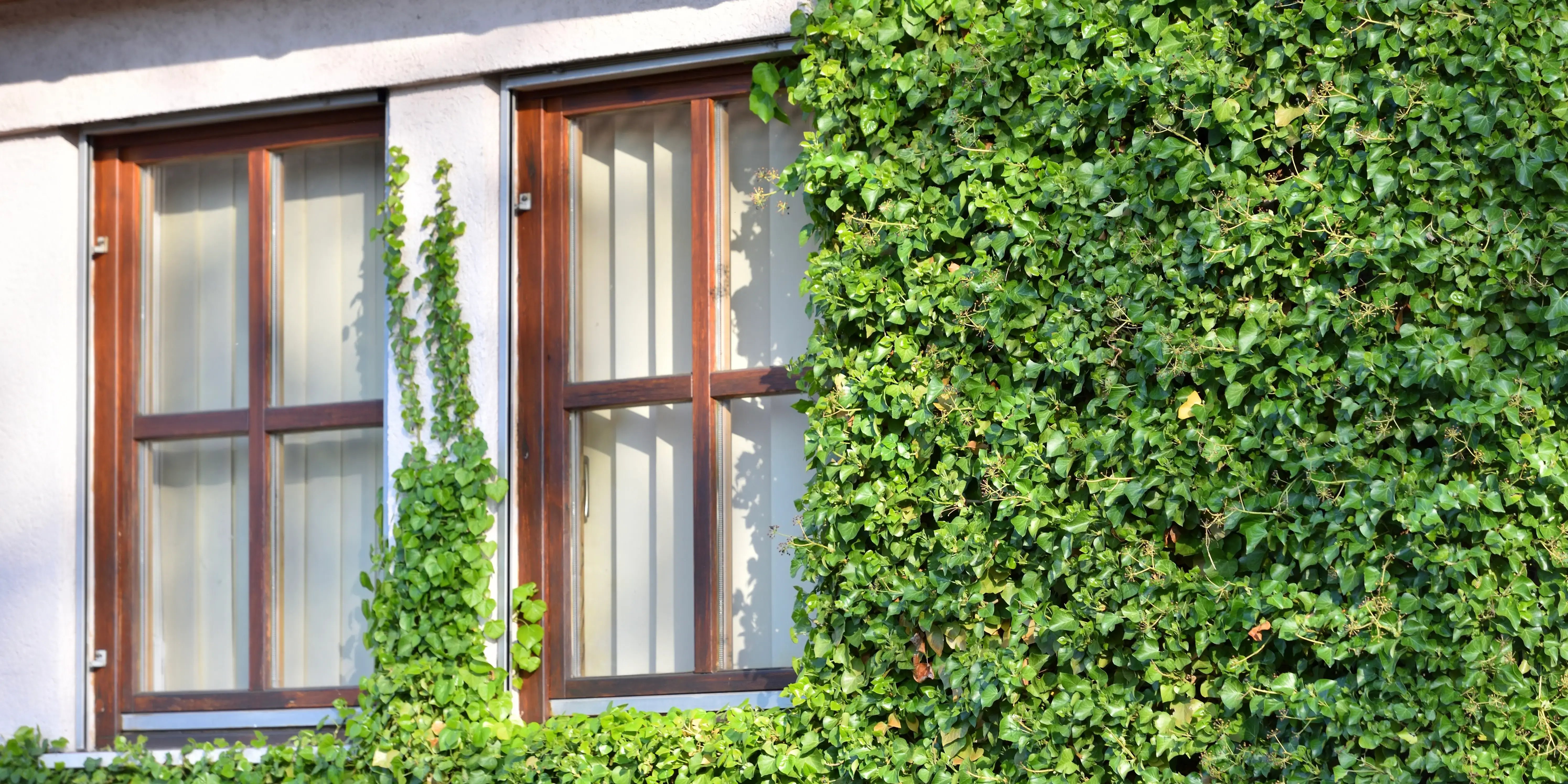 Fachada de casa moderna con muros verdes