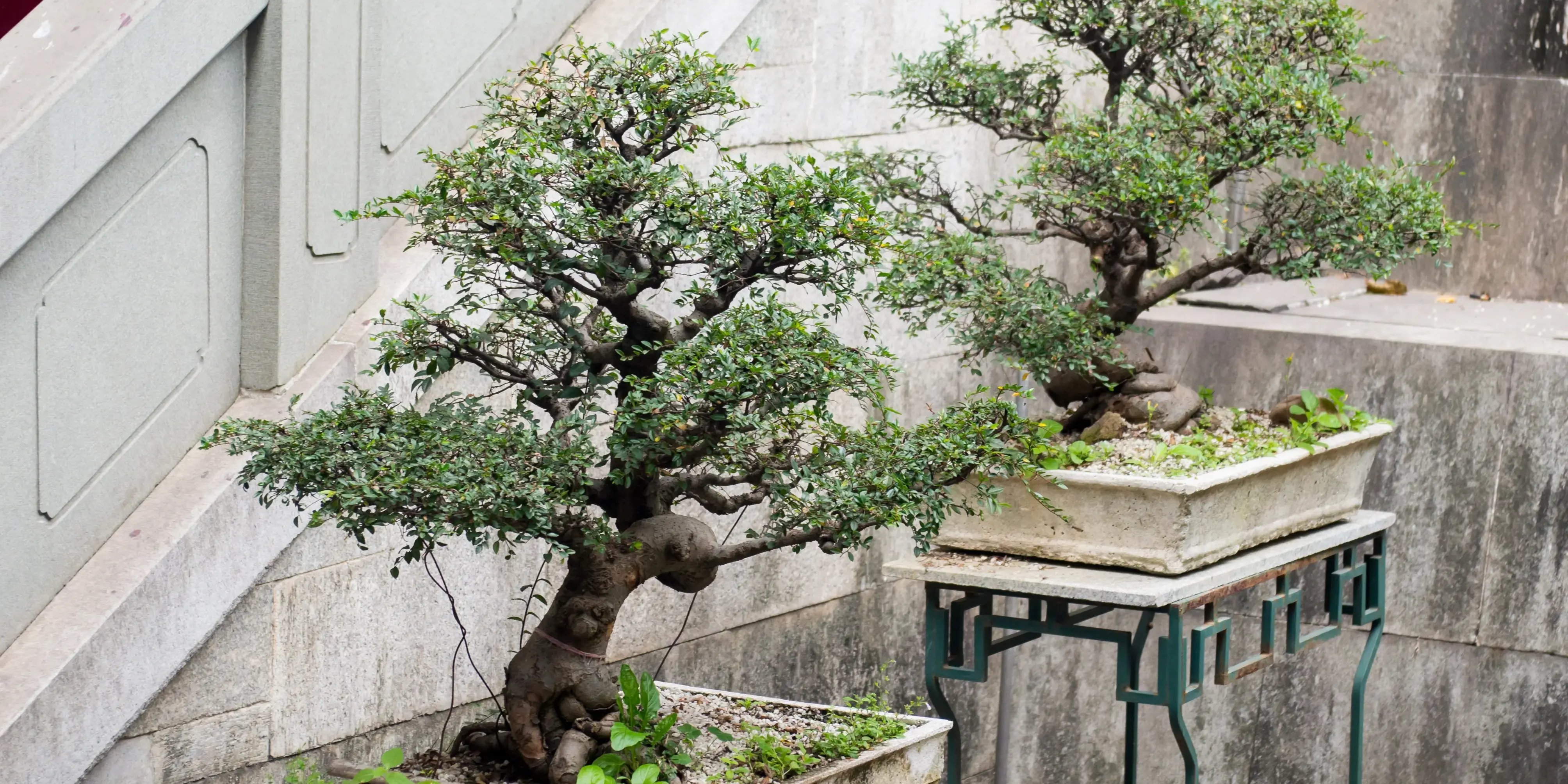 Bonsai. Estilo japandi