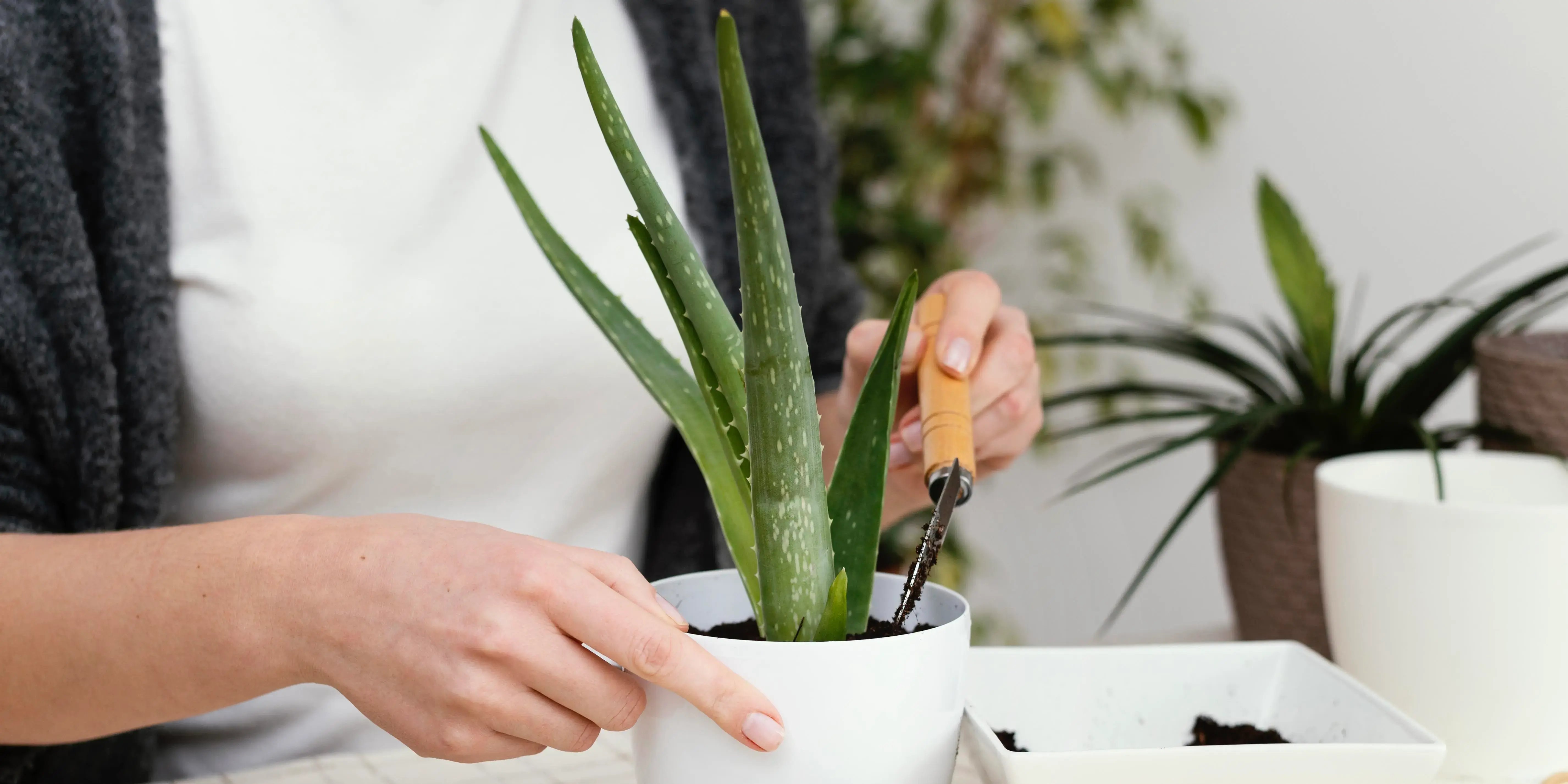 Maceta con aloe vera. Plantas de interior