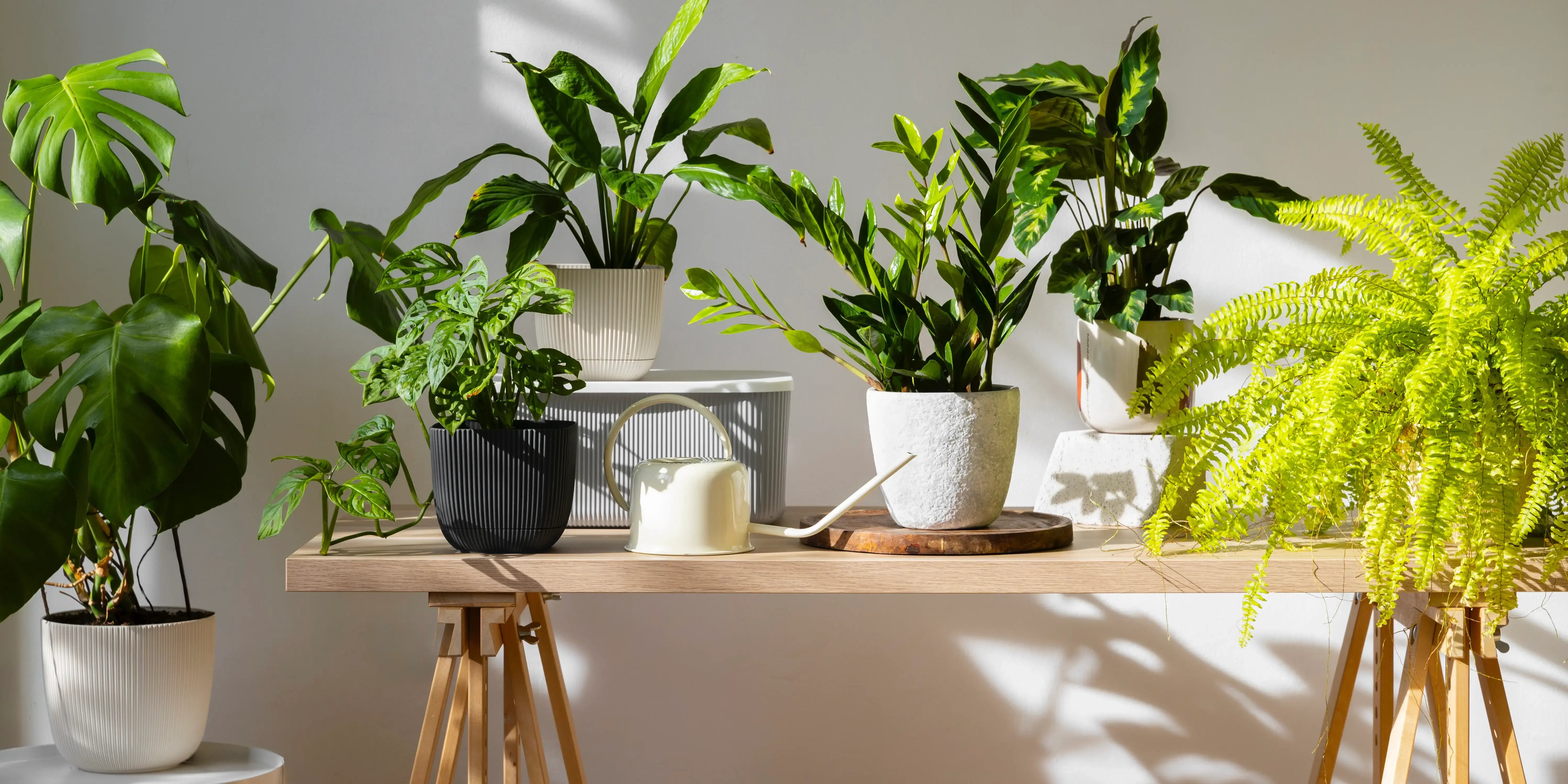 Mesa con macetas y plantas. Plantas de interior