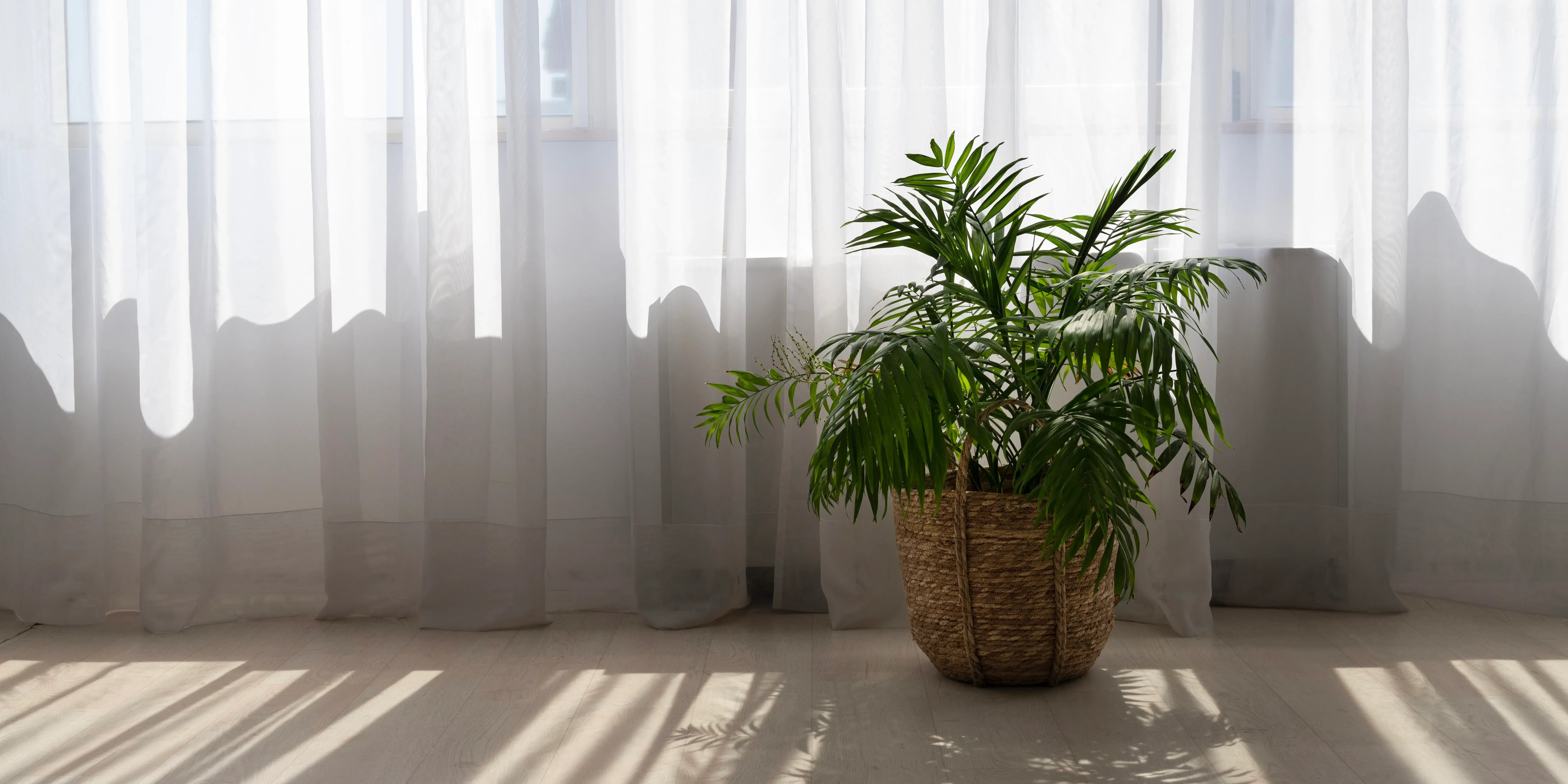 Cortinas ligeras y una planta en cesta de mimbre. Fusiona naturaleza con tu casa