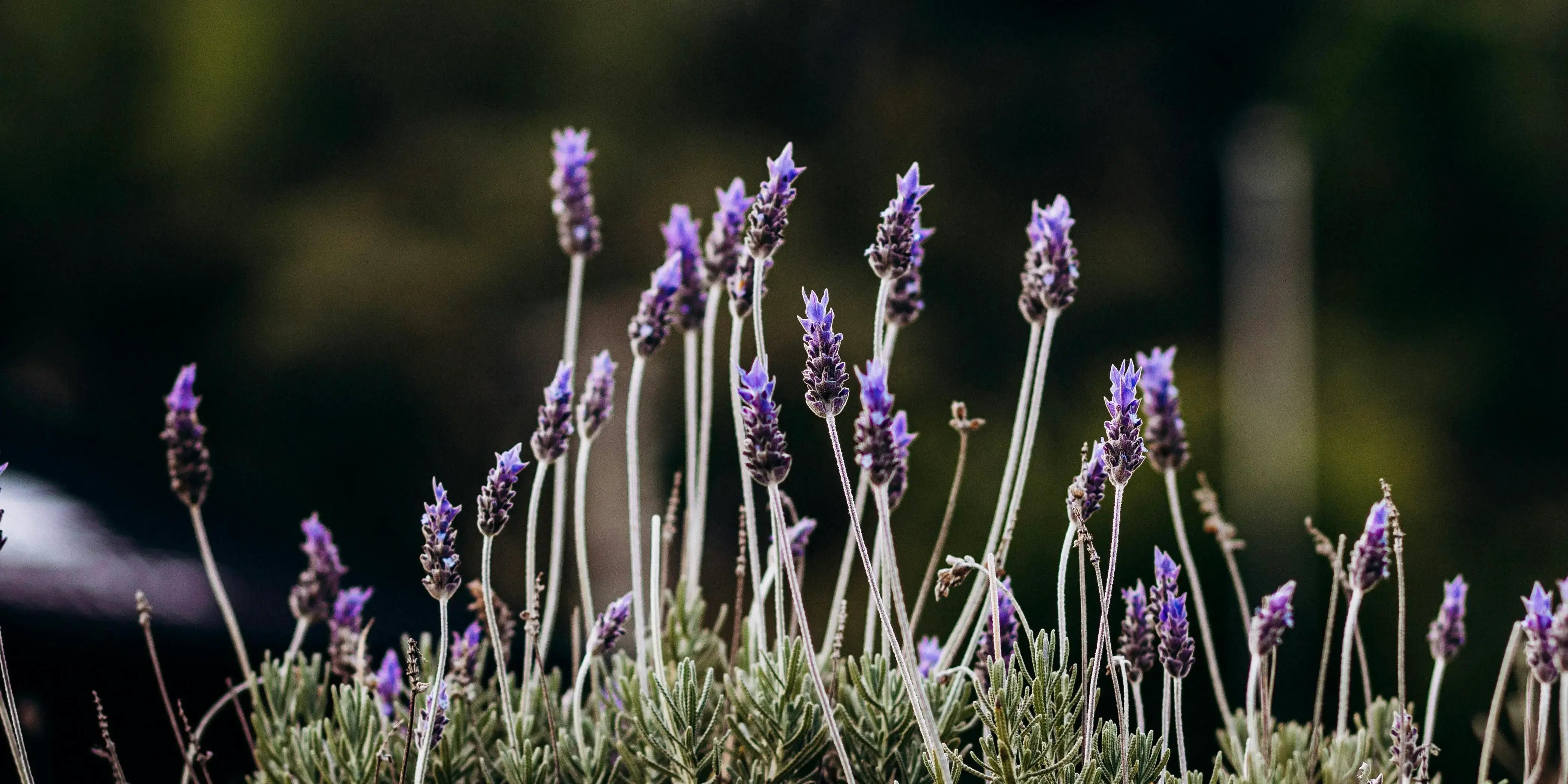 Planta lavanda. Plantas Feng Shui