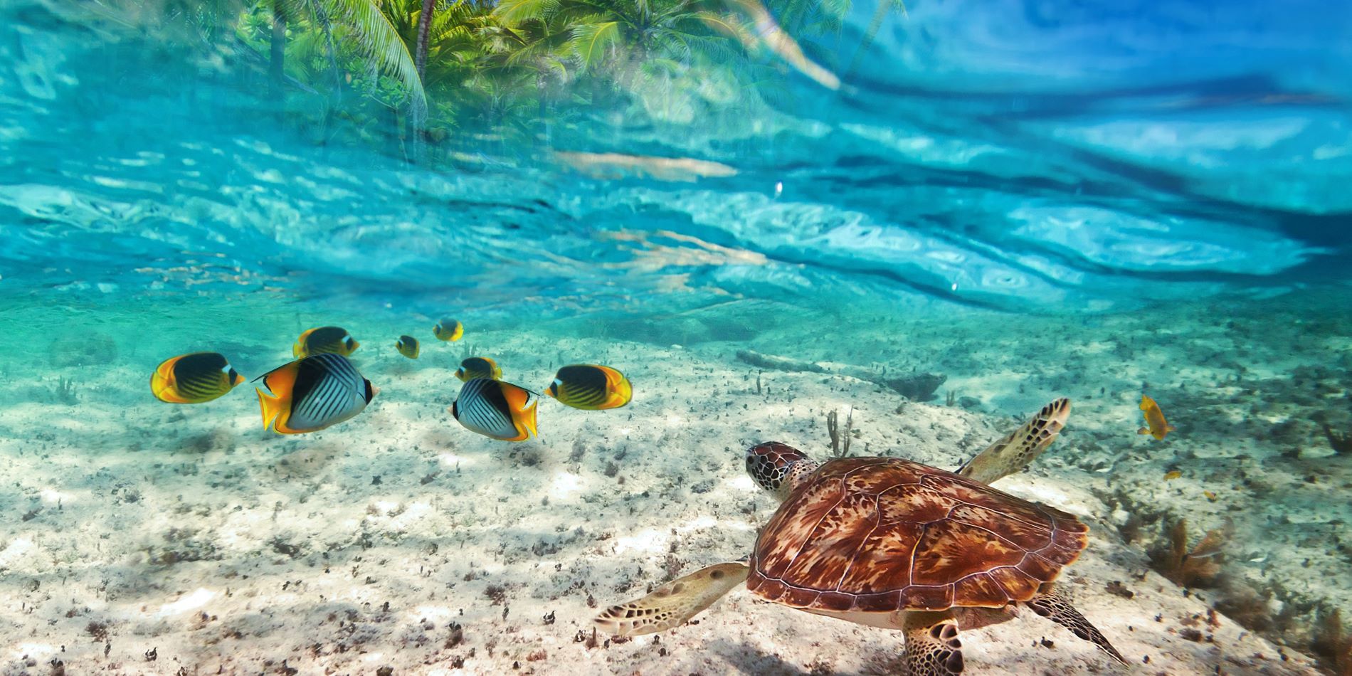 Nado con tortuga y peces en el mar caribe, Playa del Carmen.